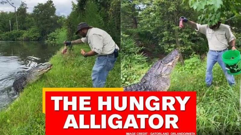 hungry alligator