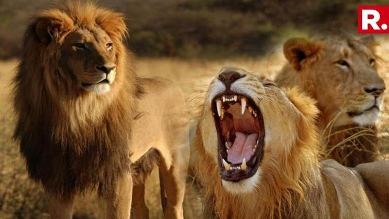 21 Asiatic Lions Dead In One Month In Gir Forest