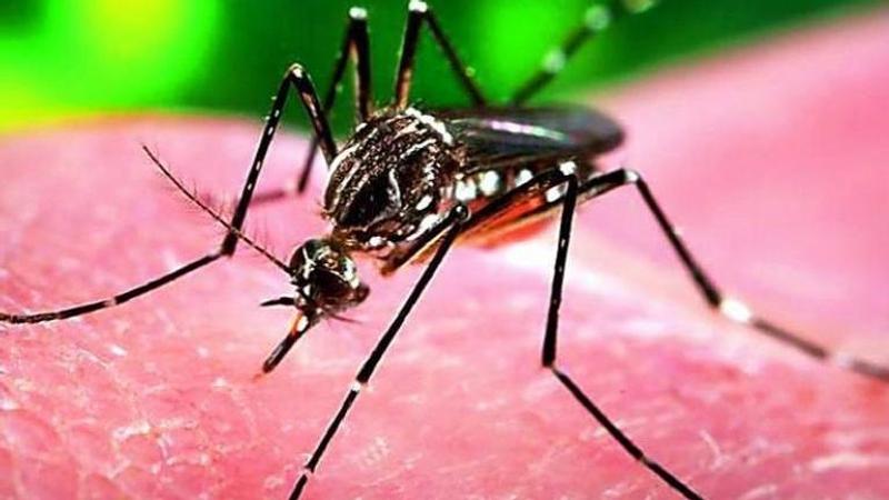 Medical emergency in Rajasthan, 29 out of 400 samples test positive for Zika virus in the state