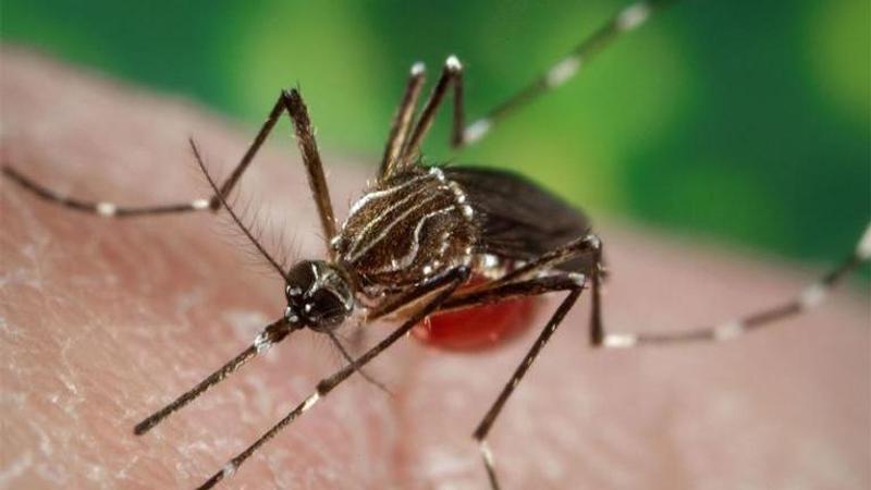 18 more Zika cases detected in Jaipur, Number increases to 50