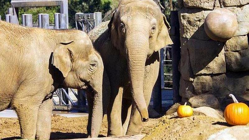 47-year-old beloved Indian elephant Sujata euthanised in California zoo