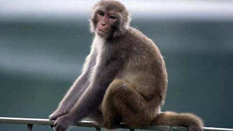 70-year-old allegedly stoned to death by monkeys; kin demands FIR