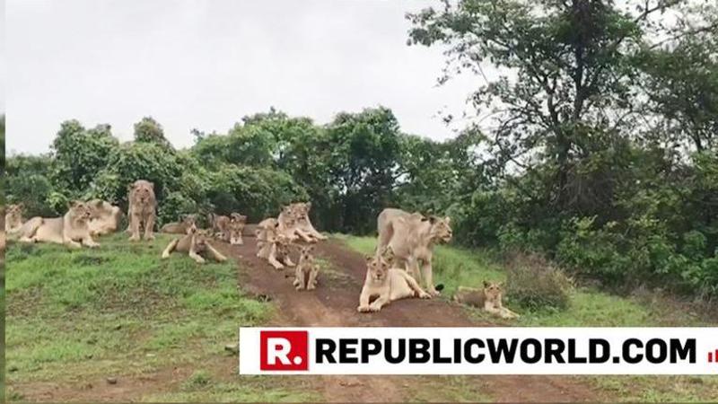 A pride of 19 Asiatic lions spotted together in Gir National Park