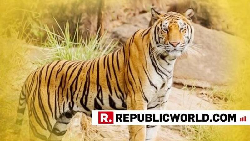 384 tigers killed in India in last 10 years, reveals RTI