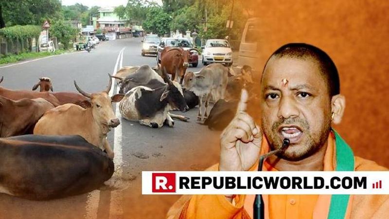 Ensure shelter for stray cows: Uttar Pradesh Chief Minister Yogi Adityanath to officials