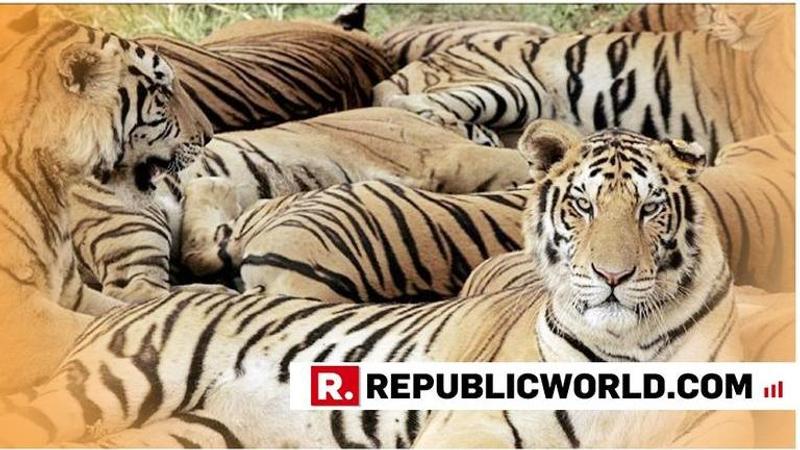 429 tigers killed by poachers since 2008, reveals RTI reply