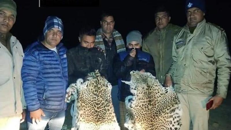 Uttarakhand: Police arrest two smugglers, seize leopard skins worth Rs 20 Lakh