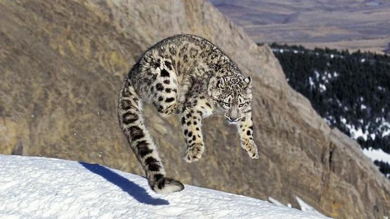 Nine snow leopards killed by poachers since 2008, reveals RTI reply