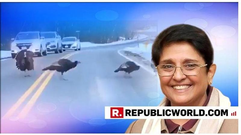 WATCH: Kiran Bedi is hugely impressed by how this Turkey plays a traffic cop and halts cars so its flock can cross