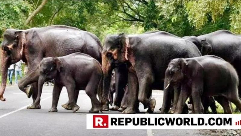 Here's how elephant-train accidents and fatalities were significantly reduced in Assam, saving over 100 elephant lives