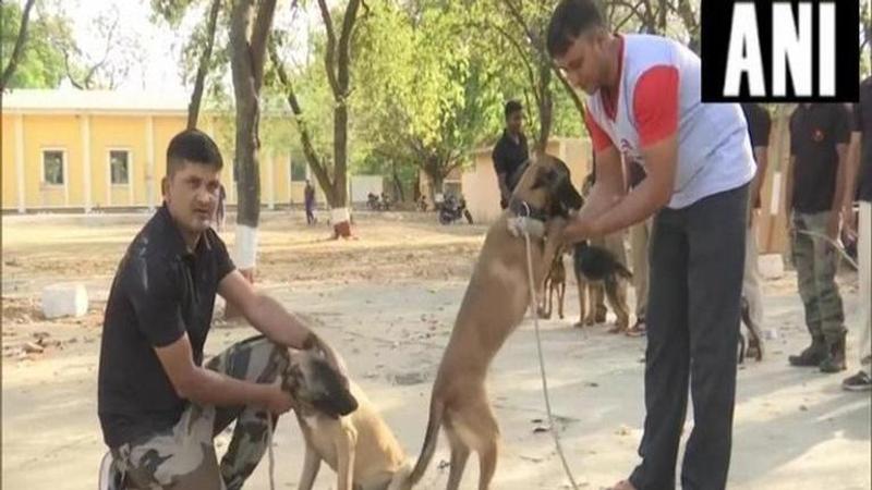 Belgian Malinois dogs that guard White House inducted into Madhya Pradesh Police dog squad