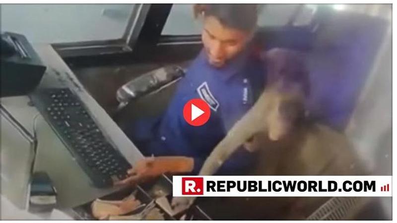 WATCH: Monkey stole Rs 5,000 cash from a toll plaza in broad daylight then runs away. Video goes viral