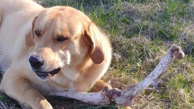 This viral post about a dog and a bear will amaze you. Read here