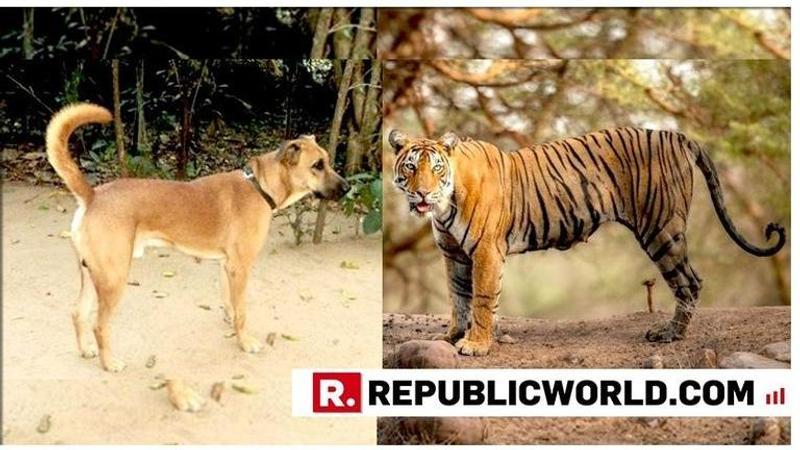 Hero Pet: Dog forces tiger to retreat by just barking, saves owner's life in Madhya Pradesh's Seoni district