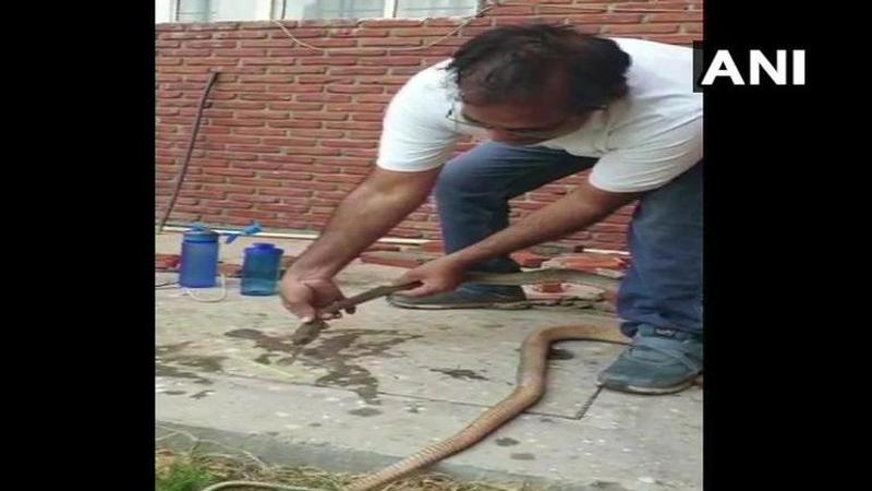 IN PICTURES: Income Tax Officer saves injured snake after it enters school in Indore