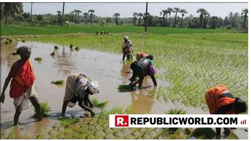 Maharashtra Farmer Suicides: State Government to transfer land titles of farmers to their widows