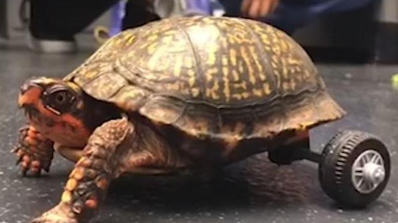 WATCH: Turtle with only two limbs gets Lego wheels to move around, becomes internet's darling