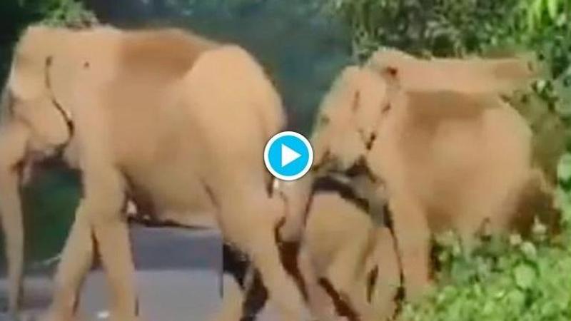 GENIUS! Matriarch elephant manages to get her herd to cross narrow road with fast-moving cars. Here's how she did it