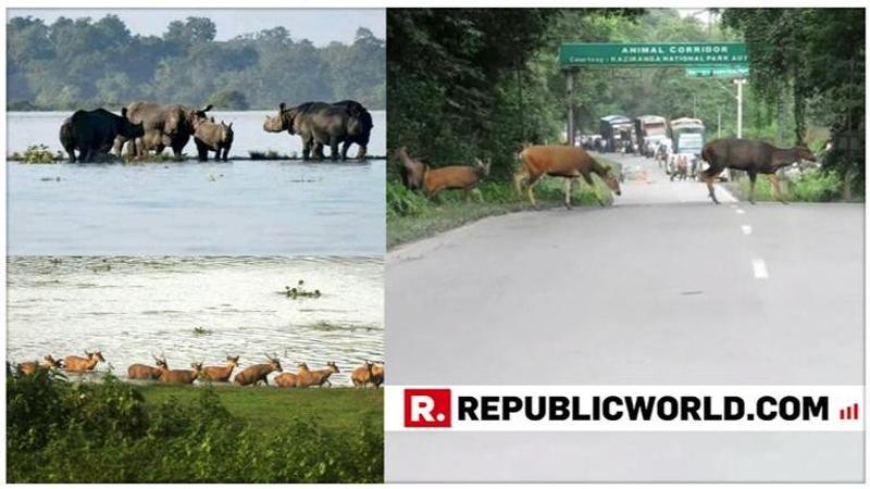 Assam Floods: Wildlife affected at Kaziranga National Park; conservationists highlight threat of roadkills & poaching