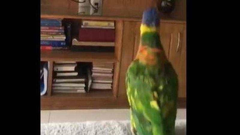 Ranveer Singh's 'Aankh Marey' find a special fan, parrot snapped grooving and whistling to hit track