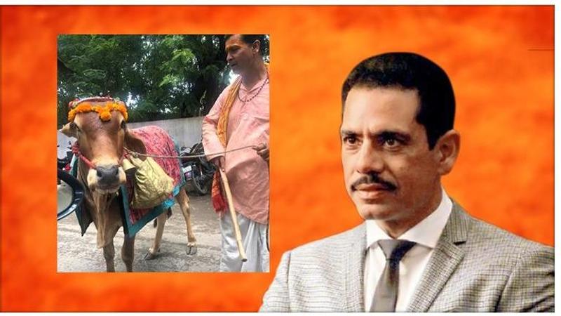 Robert Vadra shares video of 'sacred cow' that can predict future, says 'love being part of this amazing country'