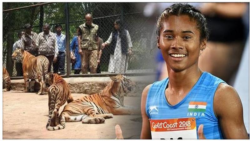 International Tiger Day: Karnataka park honours Hima Das by naming a tiger cub after her