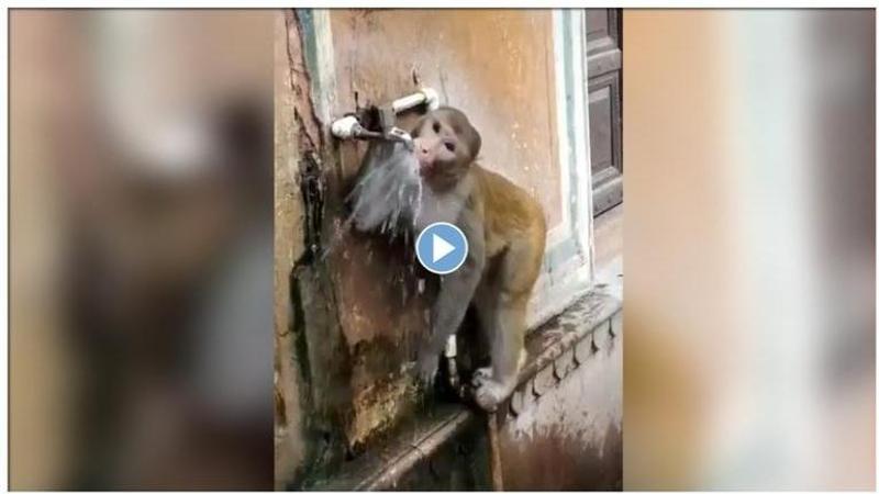 'Jai Bajrang Bali!': This monkey conscious about saving water has netizens hailing it in amazement