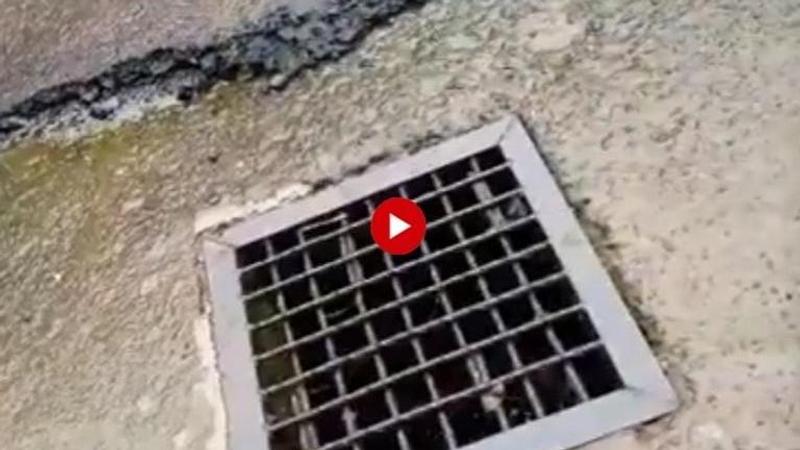 In video that will spook you, humongous crocodile emerges from a road-side drain in Maharashtra's Chiplun