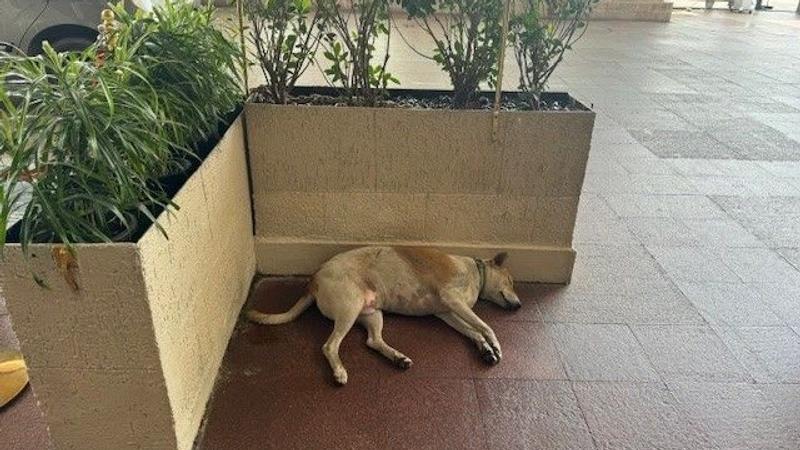HR Pro Shares Story Of Stray Dog At Taj Hotel