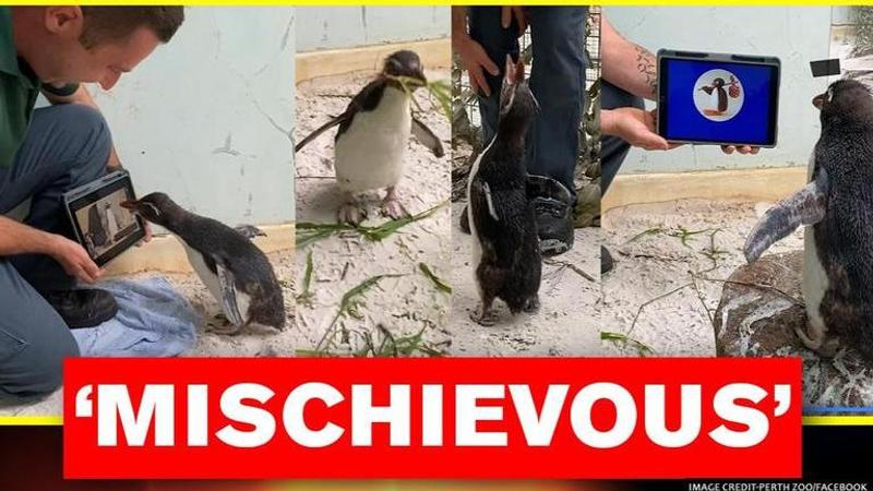 Video captures Pierre the Penguin watching 'Pingu' with caretaker