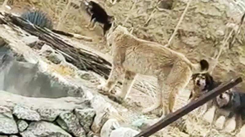 Himalayan Lynx in Ladakh