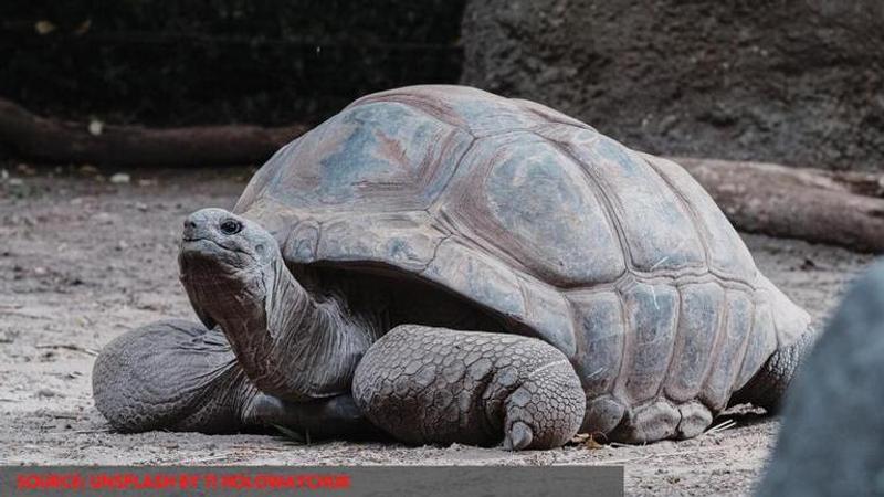 Olive Ridley turtles