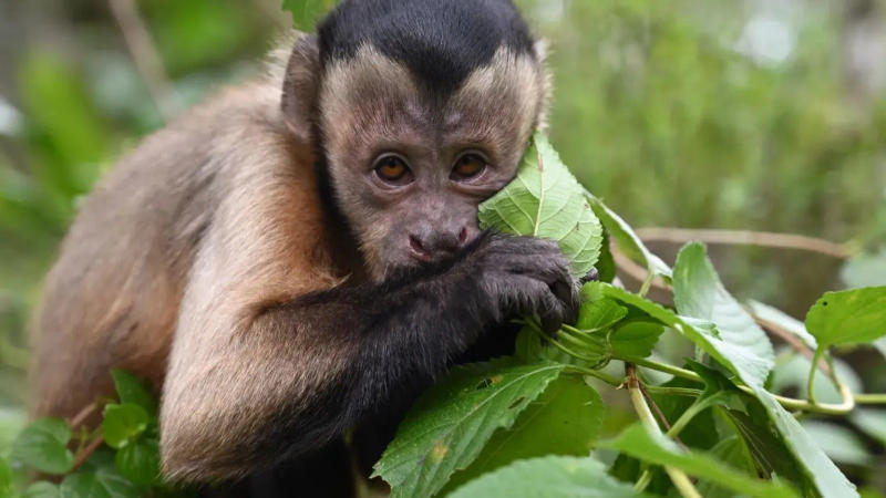 Wild capuchin monkey, Charlie, on the loose in Ireland.