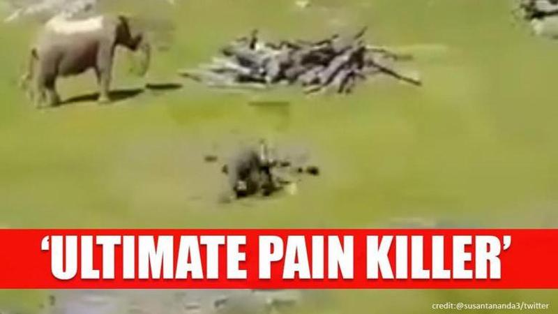 Video of baby elephant resorting to mother after getting hurt surfaces, netizens in awe