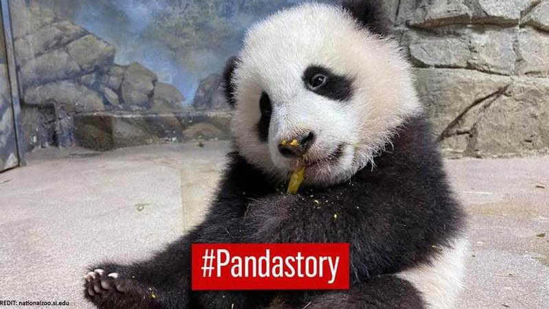 'Curious about world': Panda cub appears live on 'panda cam' at