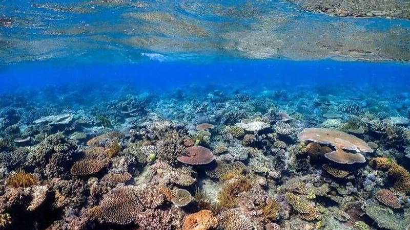 Australia's Great Barrier Reef drops to 'critical' status in IUCN list