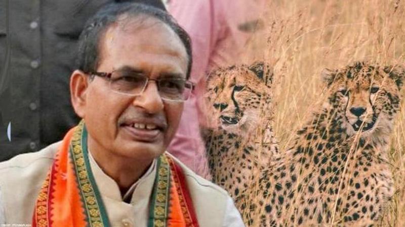 Shivraj Singh Chouhan, Cheetah