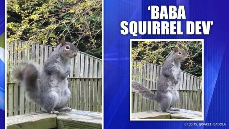 Squirrel