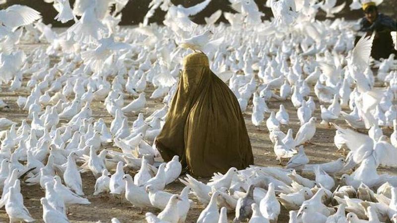 Afghanistan: 1000 doves starve to death after blue tiled mosque shuts amid lockdown