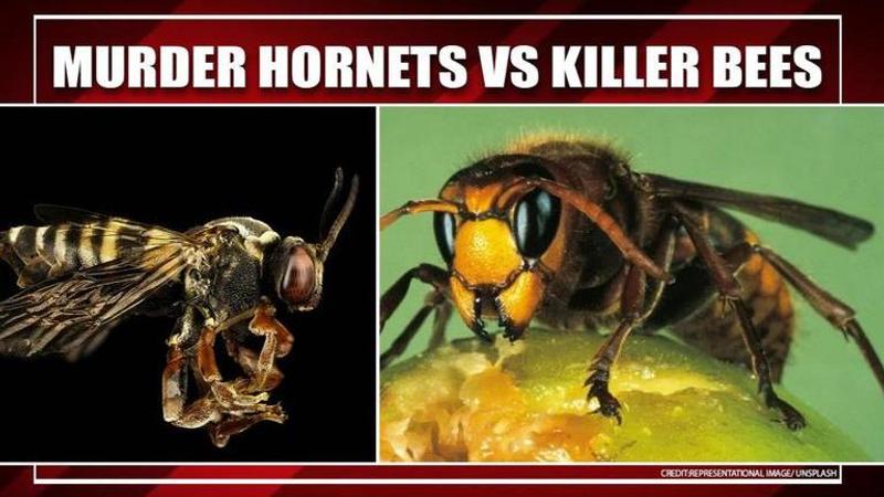 Murder Hornets