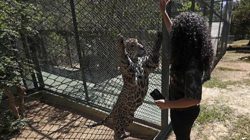 Brazil vets work to heal jaguars burned in Pantanal wildfire