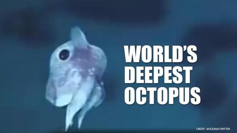 World's Deepest Octopus