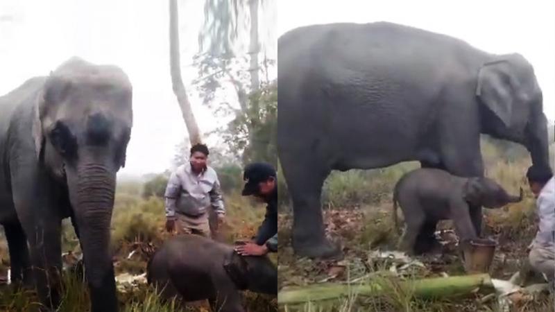 A 13-year-old elephant recently gave birth to a male calf. 