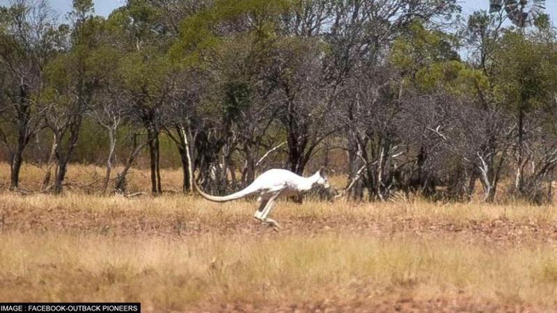 Rare white kangaroo