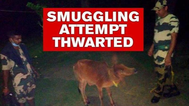 Cow smuggling