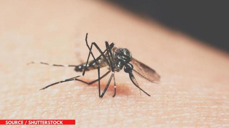 can mosquito bites spread coronavirus