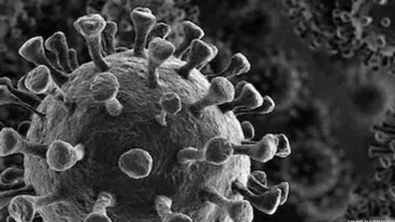 WHO: more study needed to determine origin of virus