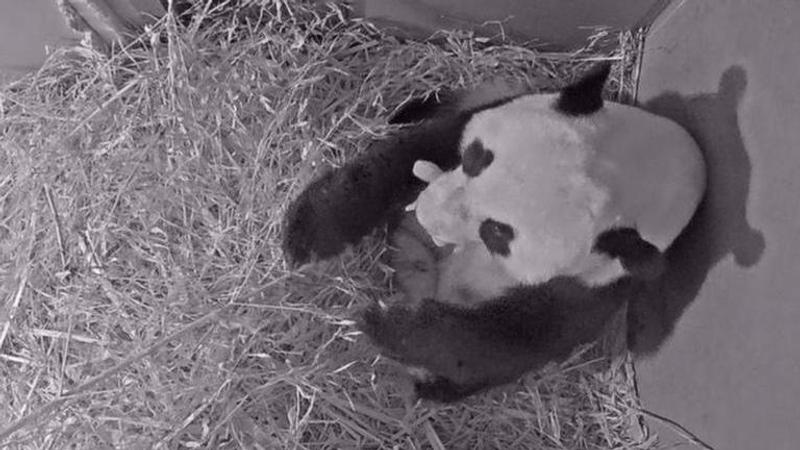 Patter of tiny paws: Giant panda gives birth at Dutch zoo