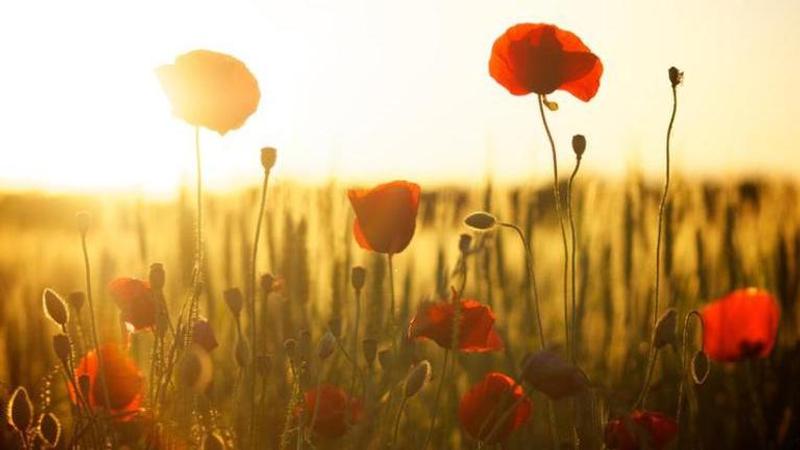 remembrance day 2020 in canada