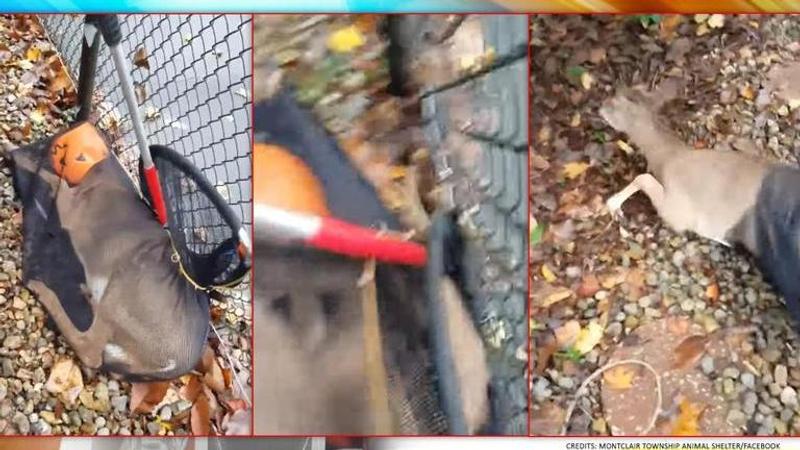 Deer gets its head stuck in plastic pumpkin ahead of Halloween, rescued